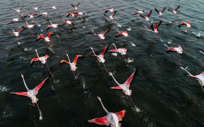 flamingo, flock of birds, takeoff, lake, flying birds