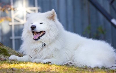 Samoyed Dog, furry dog, cute animals, white dog, dogs, pets, Samoyed