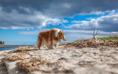 Collie, blanco marr&#243;n del perro, playa, arena, mascotas, buenos perros