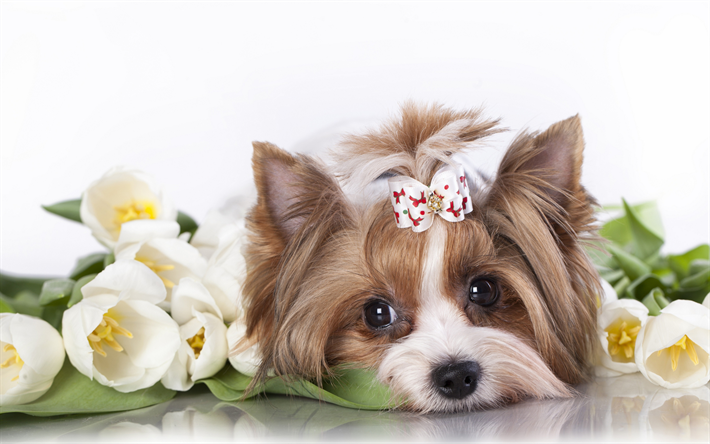 El Yorkshire Terrier, tulipanes blancos, lindo perro, animales lindos, mascotas, Yorkie, perros Yorkshire Terrier Perro