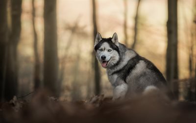 husky, forêt, gris blanc chien, animaux de compagnie, chiens