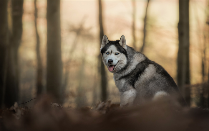 husky, forest, white gray dog, pets, dogs