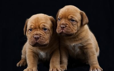 Bordeaux mastiff, puppies, friendship, pets, Dogue de Bordeaux, dogs, French mastiff