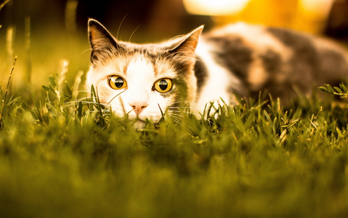 American Shorthair, c&#233;sped, hocico, gato dom&#233;stico, ojos amarillos, mascotas, gatos, Gato de Pelo corto Americano