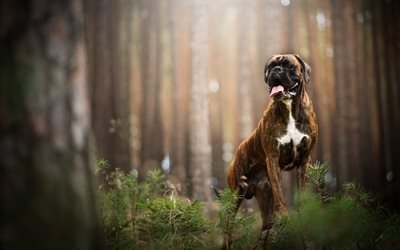 German boxer, brown black dog, pets, forest, short-haired dogs