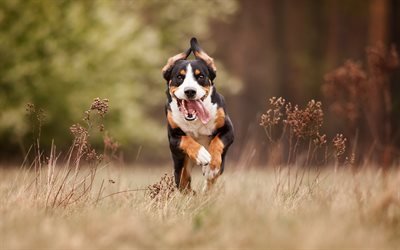 Berner Sennenhund, running dog, pets, sennenhund, lawn, dogs, cute animals, Bernese Mountain Dog, Berner Sennenhund Dog