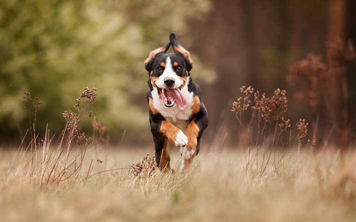 Bernese Mountain Dog, c&#227;o de corrida, animais de estima&#231;&#227;o, mountain dog, gramado, cachorros, animais fofos, Bernese Mountain Dog C&#227;o