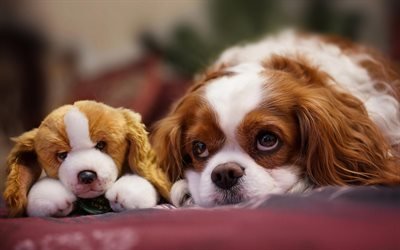 Cavalier King Charles Spaniel, toy, pets, dogs, cute animals, Cavalier King Charles Spaniel Dog