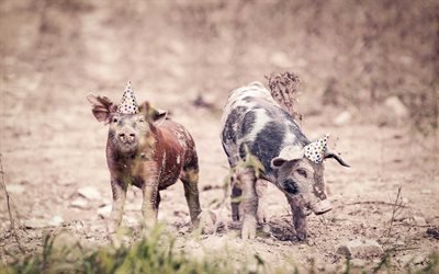 pig, birthday, funny piglets, farm, little pigs