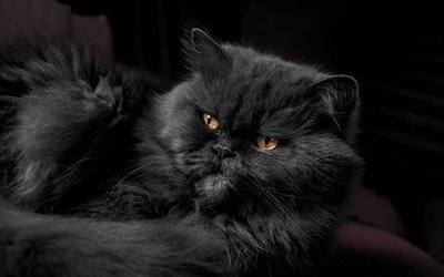 Fars&#231;a kedi, 4k, siyah kedi, t&#252;yl&#252; kedi, kediler, evcil kediler, evcil hayvan, siyah İran Kedisi, Pers