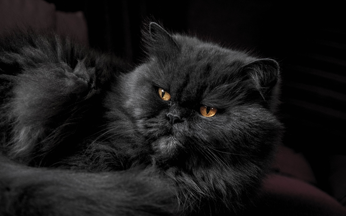 Persiska katt, 4k, svart katt, lurviga katt, katter, inhemska katter, husdjur, svart persiska Katt, Persiska