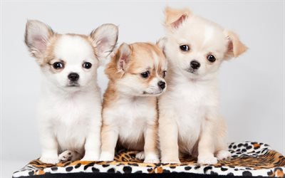 Chihuahua, amizade, filhotes, cachorros, animais fofos, animais de estima&#231;&#227;o, Chihuahua Cachorros