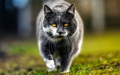 Gato British Shorthair, gramado, focinho, o gato dom&#233;stico, gatos, gato cinzento, olhos amarelos, animais fofos, British Shorthair