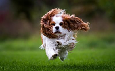 Cavalier King Charles Spaniel, flying dog, engra&#231;ado c&#227;o, curly filhotes, grama verde, Spaniel, animais fofos