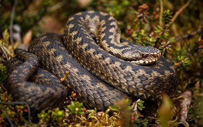 La serpiente de cascabel, 4k, serpientes, reptiles, la vida silvestre, Sistrurus