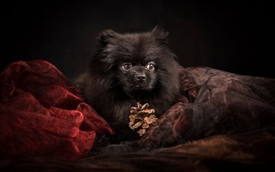 negro spitz, un peque&#241;o perro, perrito negro esponjoso, perro, animales divertidos, perros, perro de pomerania