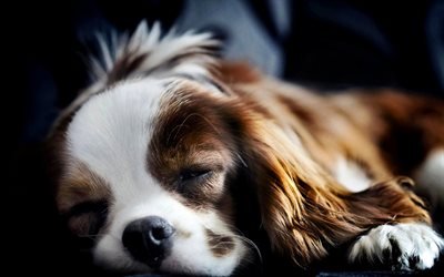 Cavalier King Charles Spaniel, sleeping dog, pets, dogs, close-up, cute animals, Cavalier King Charles Spaniel Dog