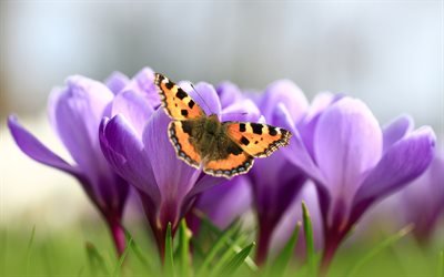 crocuses, purple flowers butterfly, spring, saffron, wild flowers