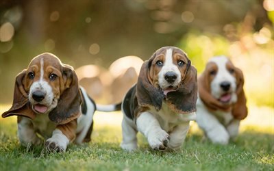 Basset Hound, friendship, puppies, running dogs, dogs, cute animals, pets, Basset Hound Dogs