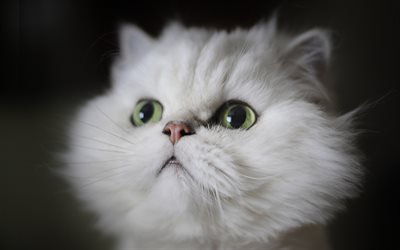 Gato persa, gato blanco, esponjoso gato, los gatos, los gatos dom&#233;sticos, hocico, mascotas, blanco, persa