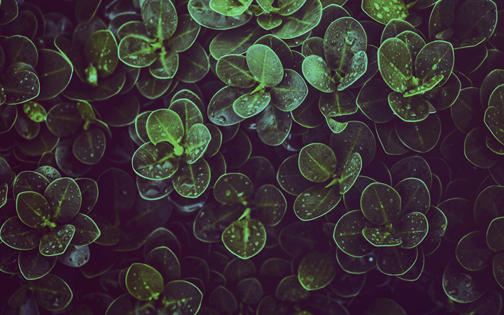 las hojas verdes de la textura, la textura natural, hojas verdes, ecol&#243;gicos fondo verde, medio ambiente, ecolog&#237;a