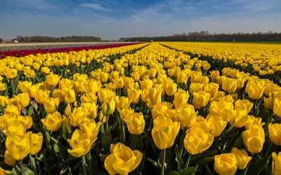 tulipas amarelas, flores da primavera, amarelo flores silvestres, tulipas, primavera, campo de flores amarelas, Países baixos
