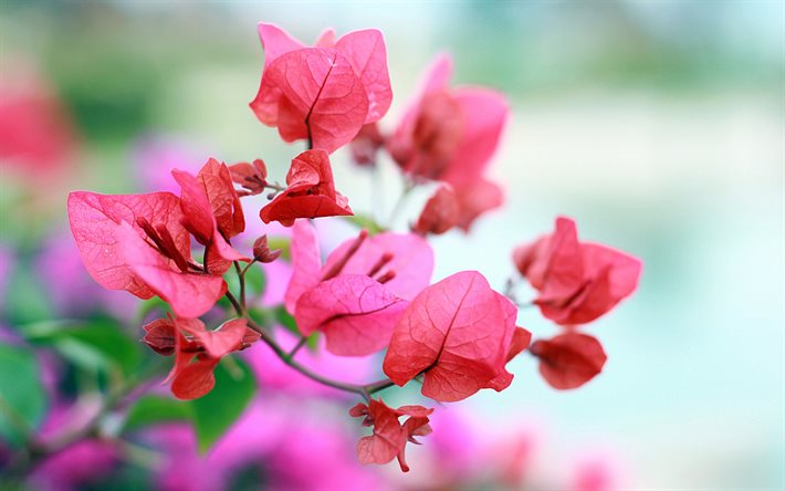 ピンクブーゲンビリア, 4k, ボケ, ピンクの花, 美しい花, ブーゲンビリア