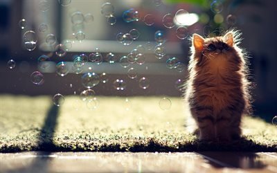 kitten, bubble, cute animals, bokeh, cats