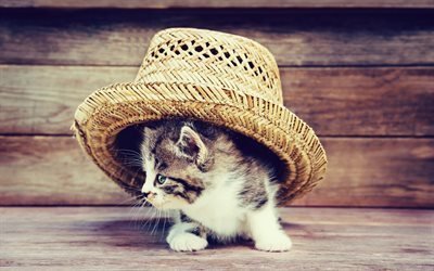 Kitten, straw hat, cute animals, little cat