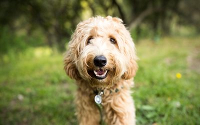 Labradoodle, 4k, curly dog, puppy, pets, dogs, funny dog, Labradoodle Dog