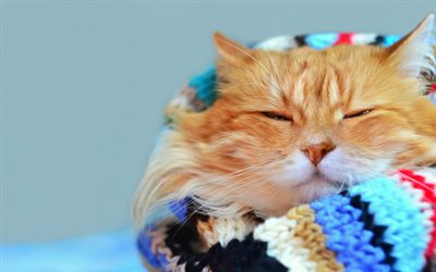 ginger cat, pet, sleeping cat, cute animals, furry cat, Persian cat, cat breeds