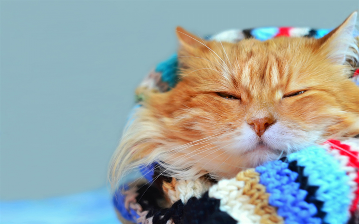 ginger cat, pet, sleeping cat, cute animals, furry cat, Persian cat, cat breeds
