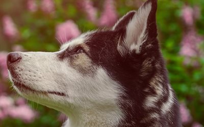 Husky siberiano, mascotas, flores, Husky, close-up, simp&#225;ticos animales, perros, Perro Husky