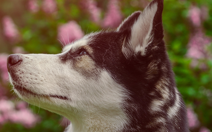 ダウンロード画像 シベリアンハスキー ペット 花 ハスキー 近 かわいい動物たち 犬 ハスキー犬 フリー のピクチャを無料デスクトップの 壁紙