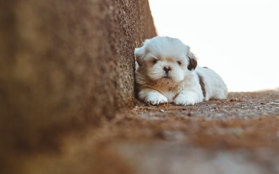 4k, Shih Tzu, puppy, fluffy dog, pets, dogs, cute animals, Shih tzu Dog
