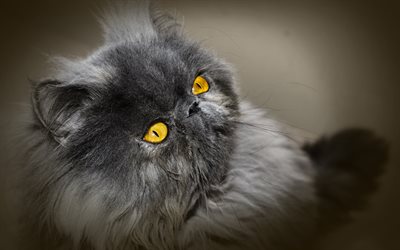 Gato persa, 4k, el gato gris, primer plano, esponjoso gato, los gatos, los gatos dom&#233;sticos, mascotas, gris, persa