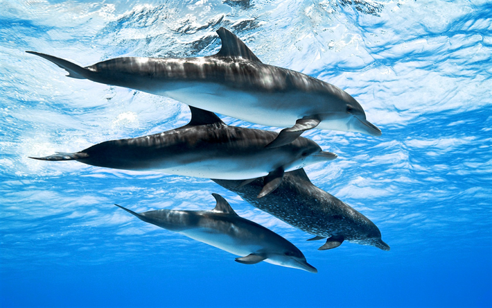 dolphins, flock, underwater world, ocean, blue water, mammals