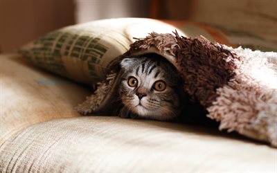American Shorthair cat, cute animals, pet, cat under the blanket, cats breed, gray cat