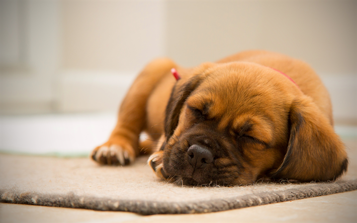 Boxer, 4k, puppy, pets, sleeping dog, cute animals, dogs, Boxer Dog