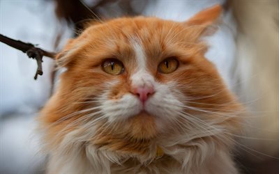 ginger cat, muzzle, furry cat, green eyes, pets, furry cats, Persian cat