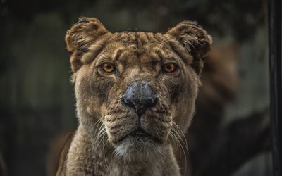 lioness, 4k, マズル, 野生動物, プレデター, アフリカ, ライオンズ