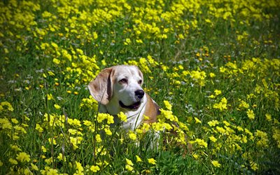 Beagle, C&#227;o, gramado, ver&#227;o, animais de estima&#231;&#227;o, cachorros, animais fofos