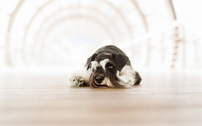 Miniature Schnauzer Dog, close-up, sad dog, cute animals, pets, white-black dog, Miniature Schnauzer