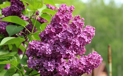 lilas, printemps, fleurs violettes, d&#39;une branche de lilas, les arbres