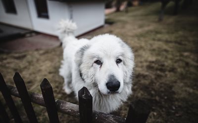 Central Asian Shepherd Dog, Alabai, white puppy, big white dog, pets