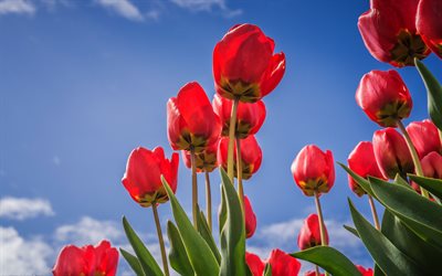 red tulips, spring, blue clear sky, red flowers, tulips, flower field