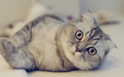 Scottish Fold Cat, 4k, close-up, gray cat, pets, domestic cat, cats, cute animals, Scottish Fold