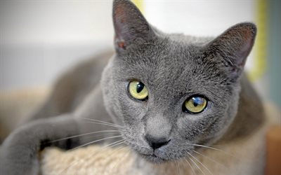 Gato Azul ruso, 4k, mascotas, close-up, los gatos dom&#233;sticos, ruso Azul, gris, gato, gatos