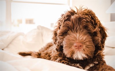 Labradoodle Dog, 4k, puppy, curly dog, brown labradoodle, pets, dogs, funny dog, Labradoodle