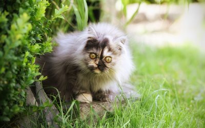 Exotic Long Hair Cat, 4k, fluffy cat, pets, Persian Cat, Exotic Longhair Cat, domestic cats